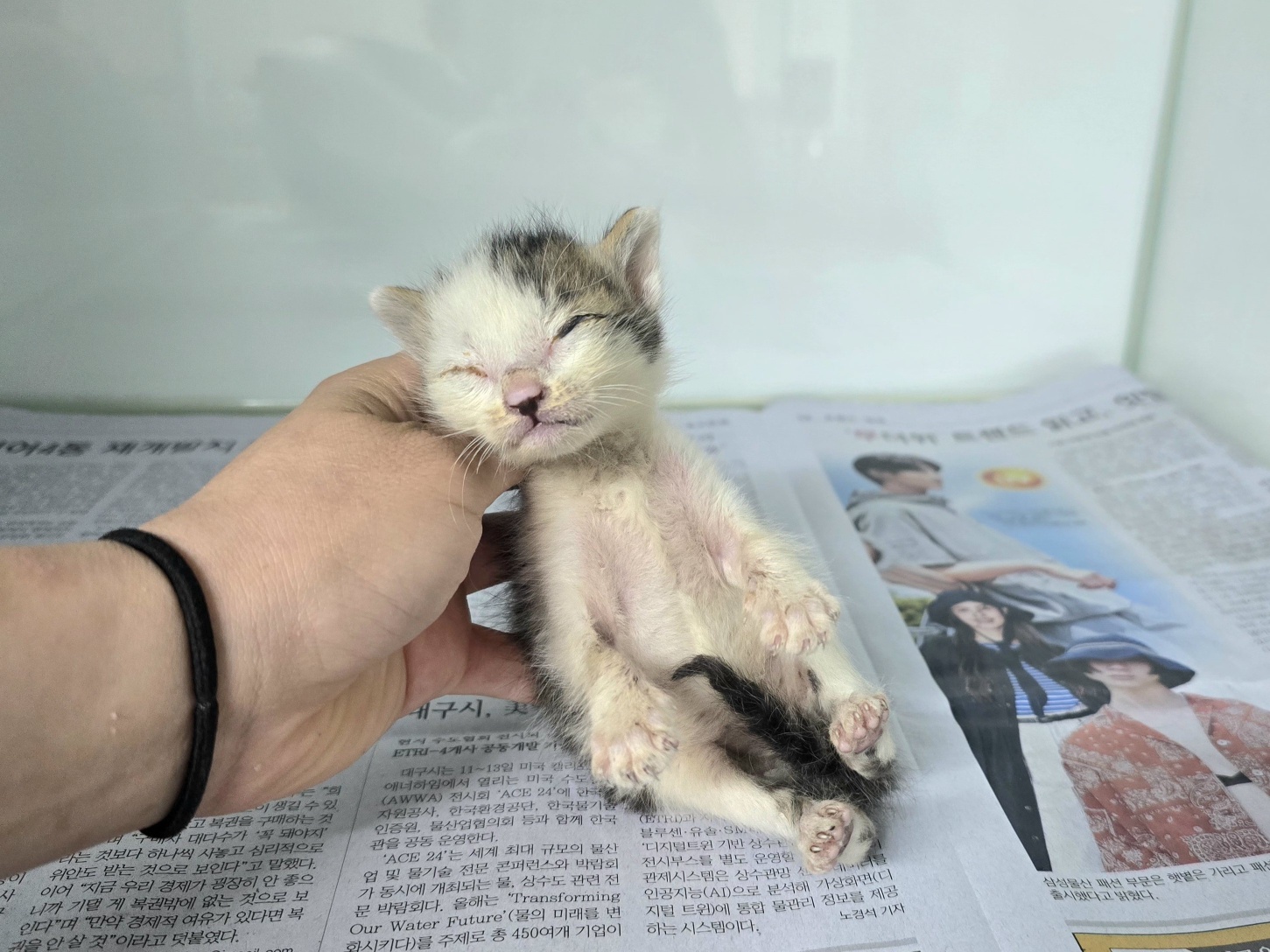 한국 고양이 이미지 파일 입니다.